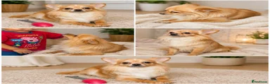 Chihuahua 1