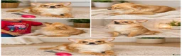 Chihuahua dogs for sale: Chihuahua - Advert 1