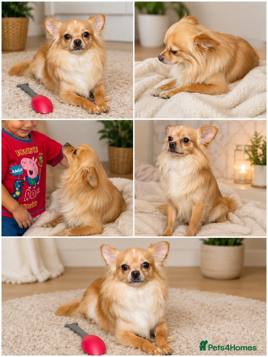 Chihuahua dogs for sale: Chihuahua - Advert 1