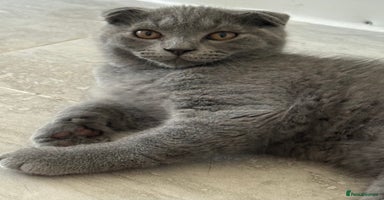 Scottish Fold cats in Chatham - Advert 4