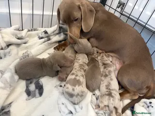 Miniature Dachshund dogs Minature dachshund last puppy ❤️ - Advert 3