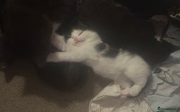 Mixed Breed cats for sale: Adorable Kittens, super cute!  - Image 16