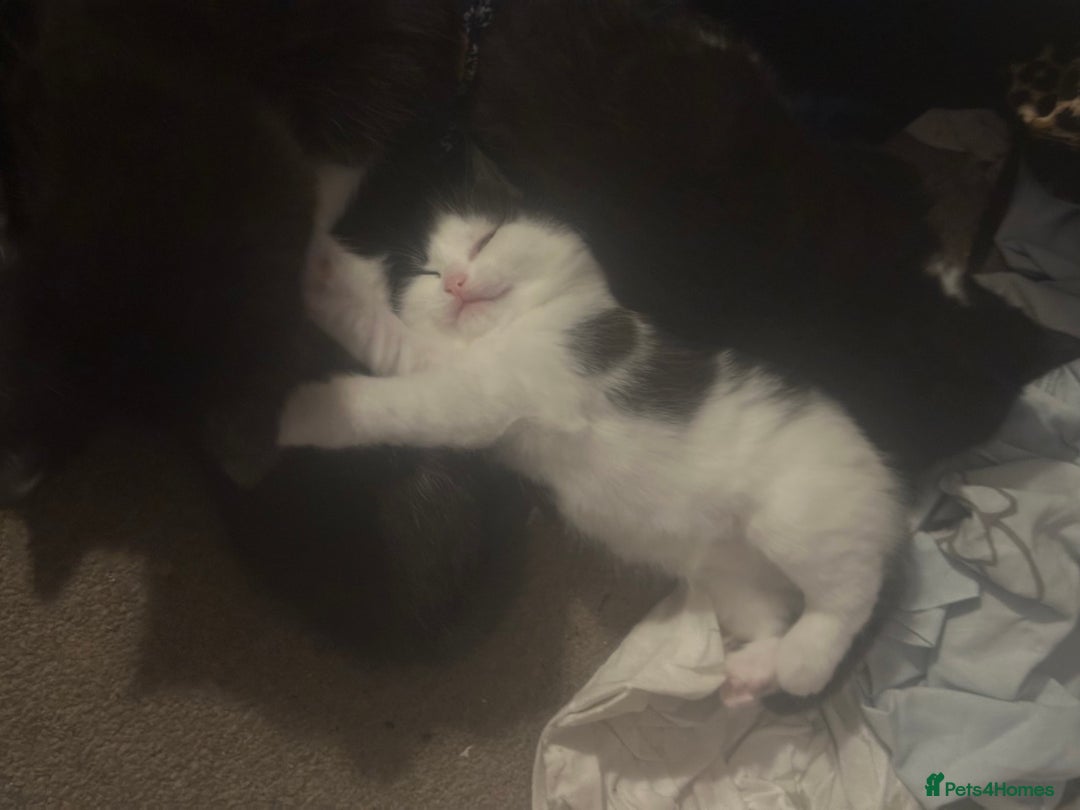 Mixed Breed cats for sale: Adorable Kittens, super cute!  - Image 16