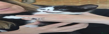 Domestic Shorthair 1