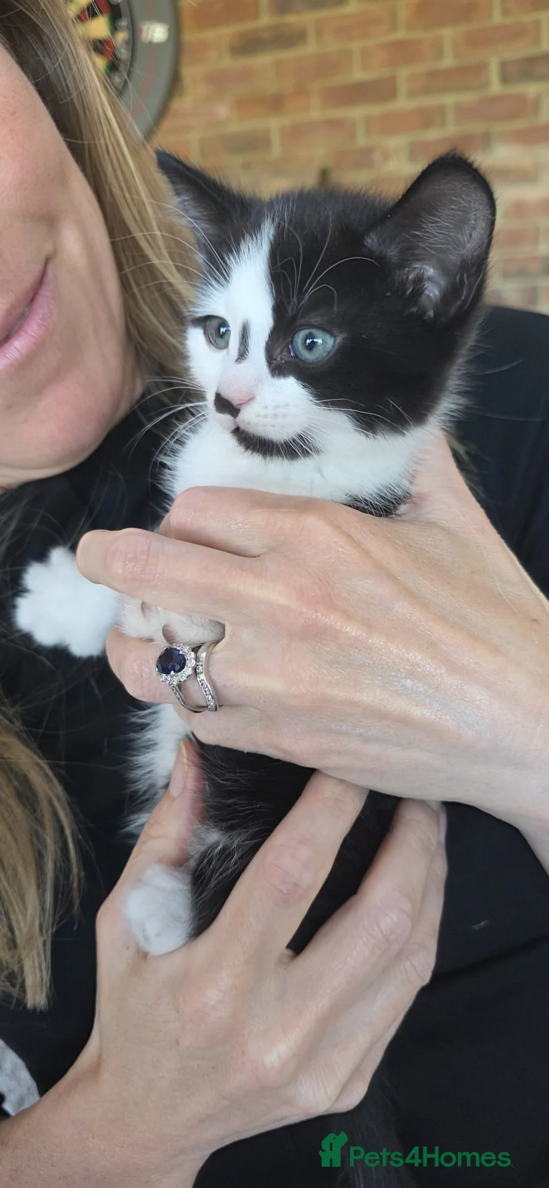 Domestic Shorthair cats for sale: 2 Stunning black and white tuxedo kittens - Advert 1