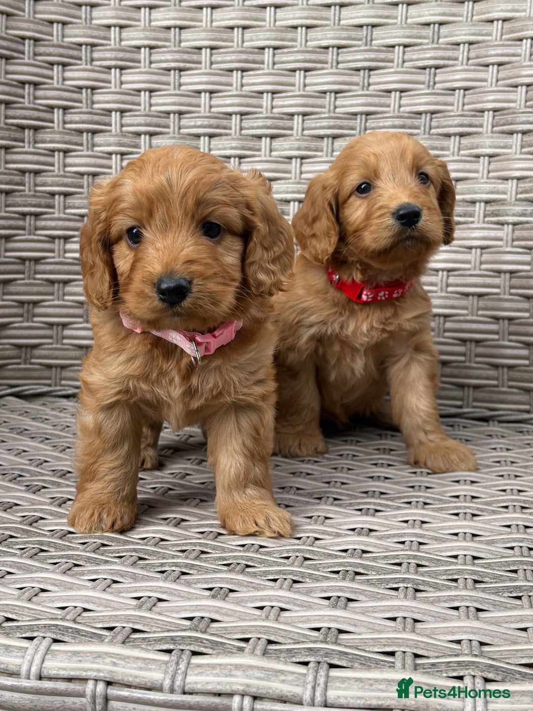 Cockapoo dogs for sale: 😍😍 F1 cockapoo puppies 😍😍 - Image 16