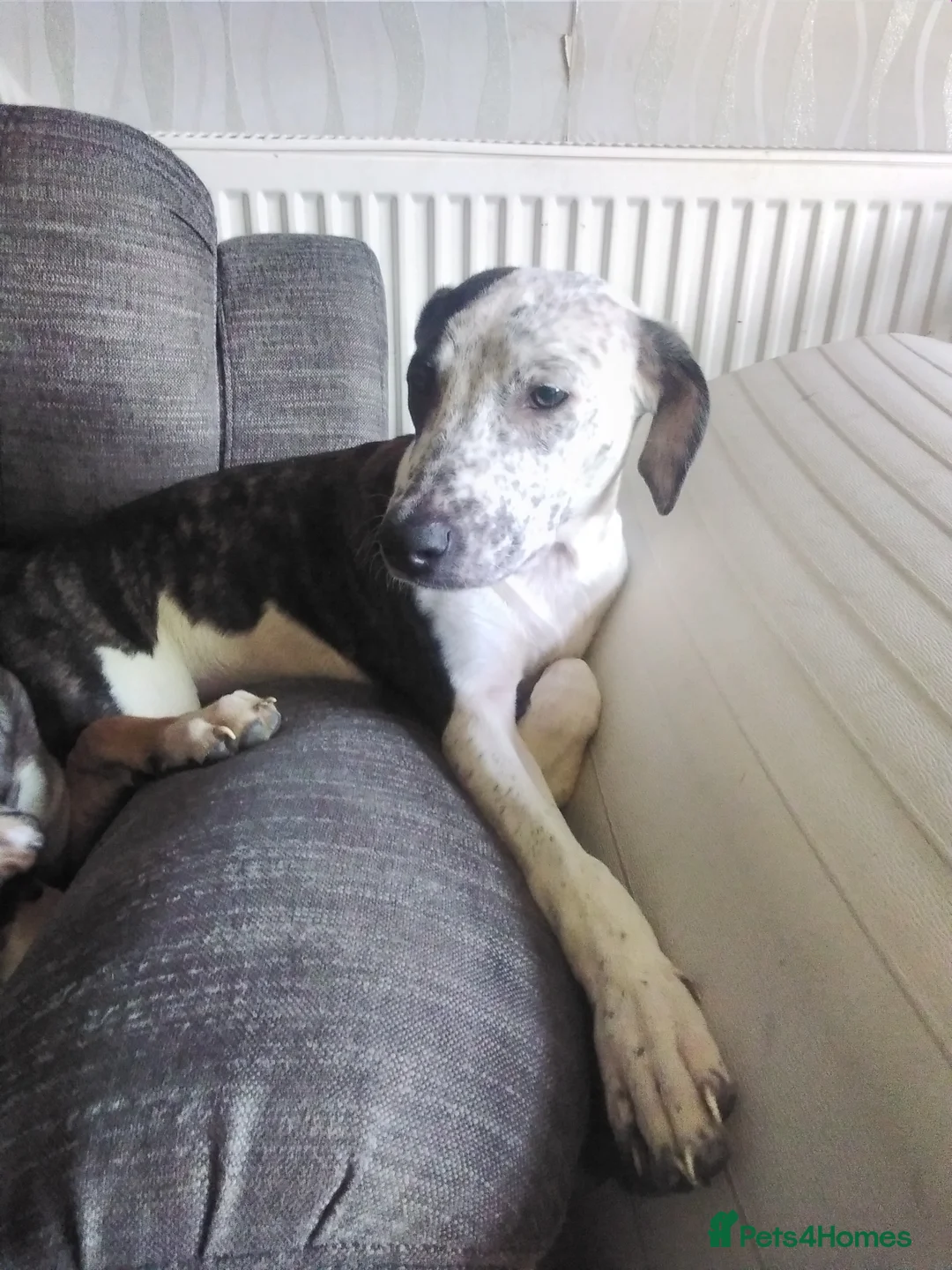 Mixed Breed dogs for sale: Female bullying greyhound  in Leicester - Advert 4