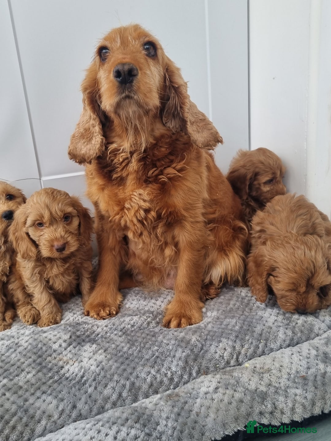 Cockapoo dogs for sale: Red and apricot F1 Cockapoo puppies  - Image 6