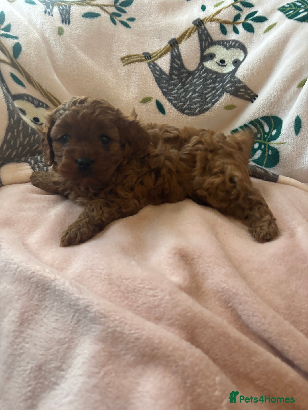 Cavapoo dogs for sale: Two Extensively Health Tested Cavapoo Girls   - Image 4