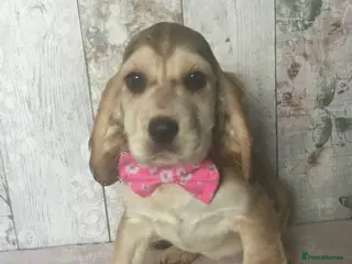 Mixed Breed dogs Adorable/ Social/Confident Cockalier pups - Advert 1