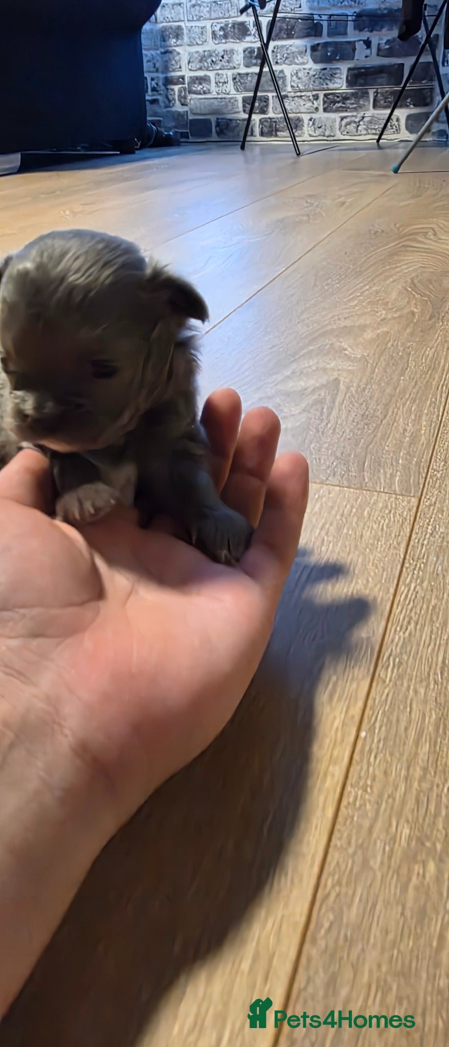 Chihuahua dogs for sale: Long & short haird chihuahua puppies  in Wirral - Advert 11