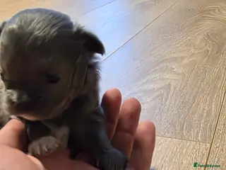 Chihuahua dogs Long & short haird chihuahua puppies - Advert 1