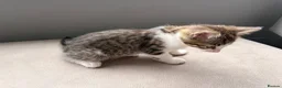 Mixed Breed cats for sale: Four beautiful kittens ready for forever home in Southampton - Advert 10