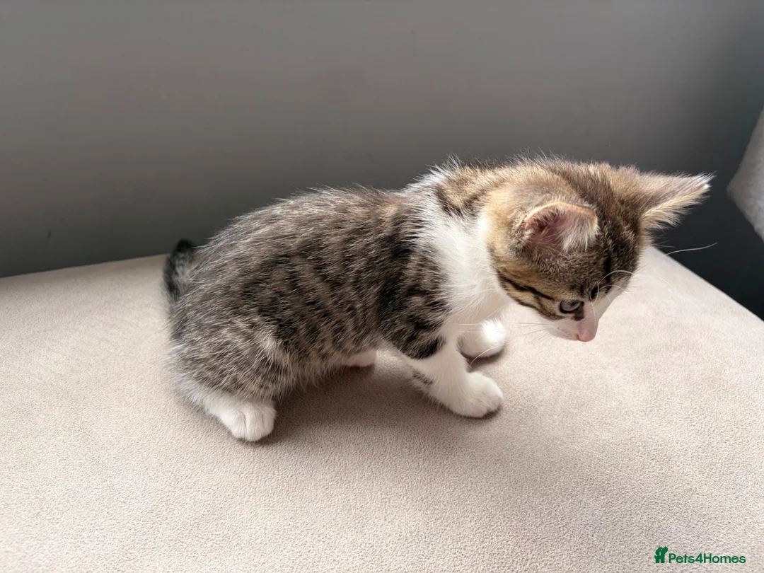 Mixed Breed cats for sale: Four beautiful kittens ready for forever home in Southampton - Advert 10