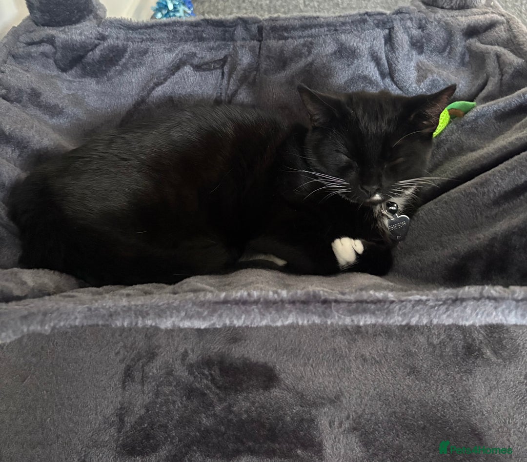 British Shorthair cats for sale: Kitten for rehome  - Image 2