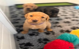 Labrador Retriever dogs for sale: Beautiful KC Registered Labrador Puppies - Image 8
