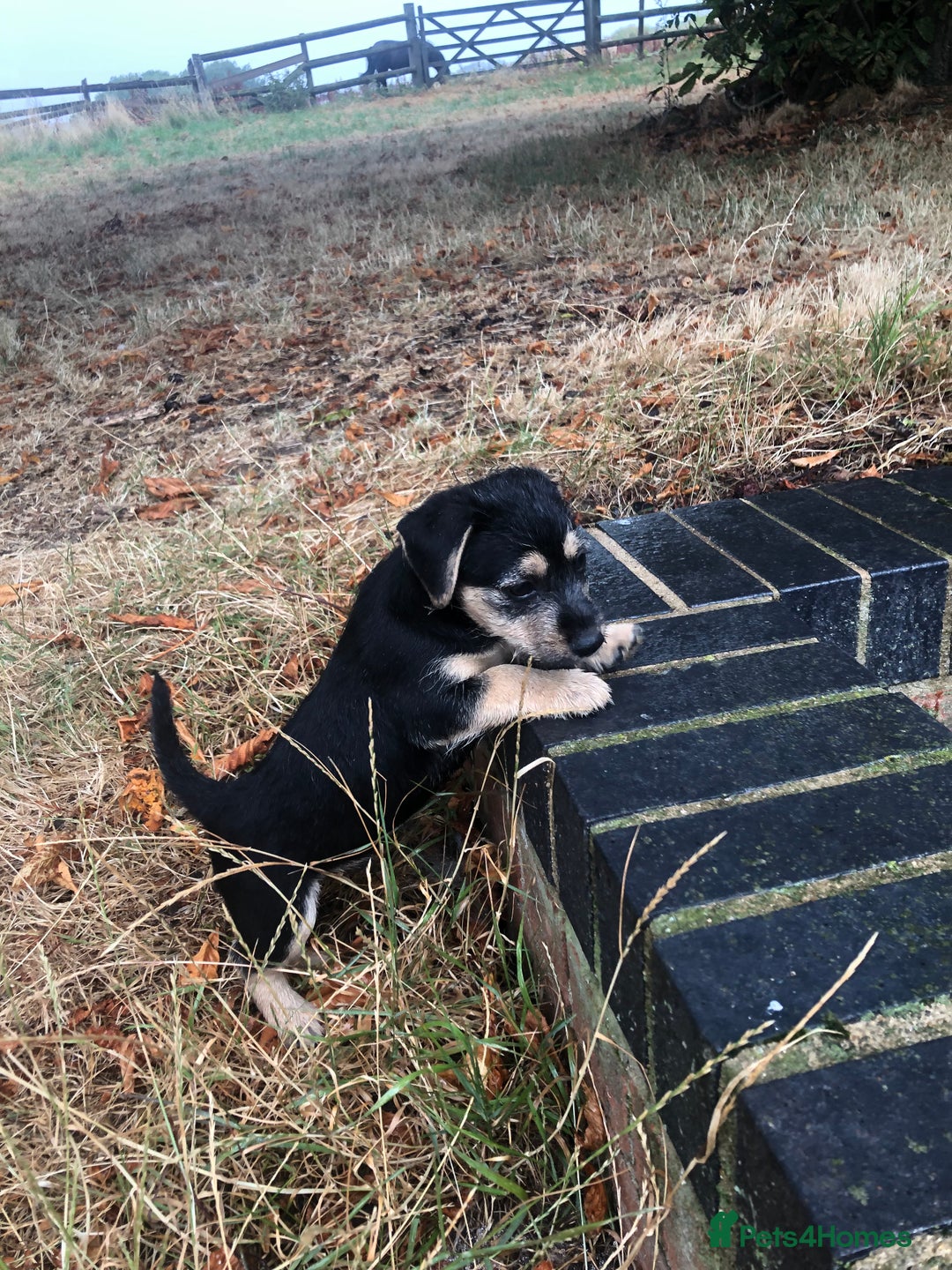 Mixed Breed dogs for sale: Terrier Patterdale x Sealyham  puppies - Image 19