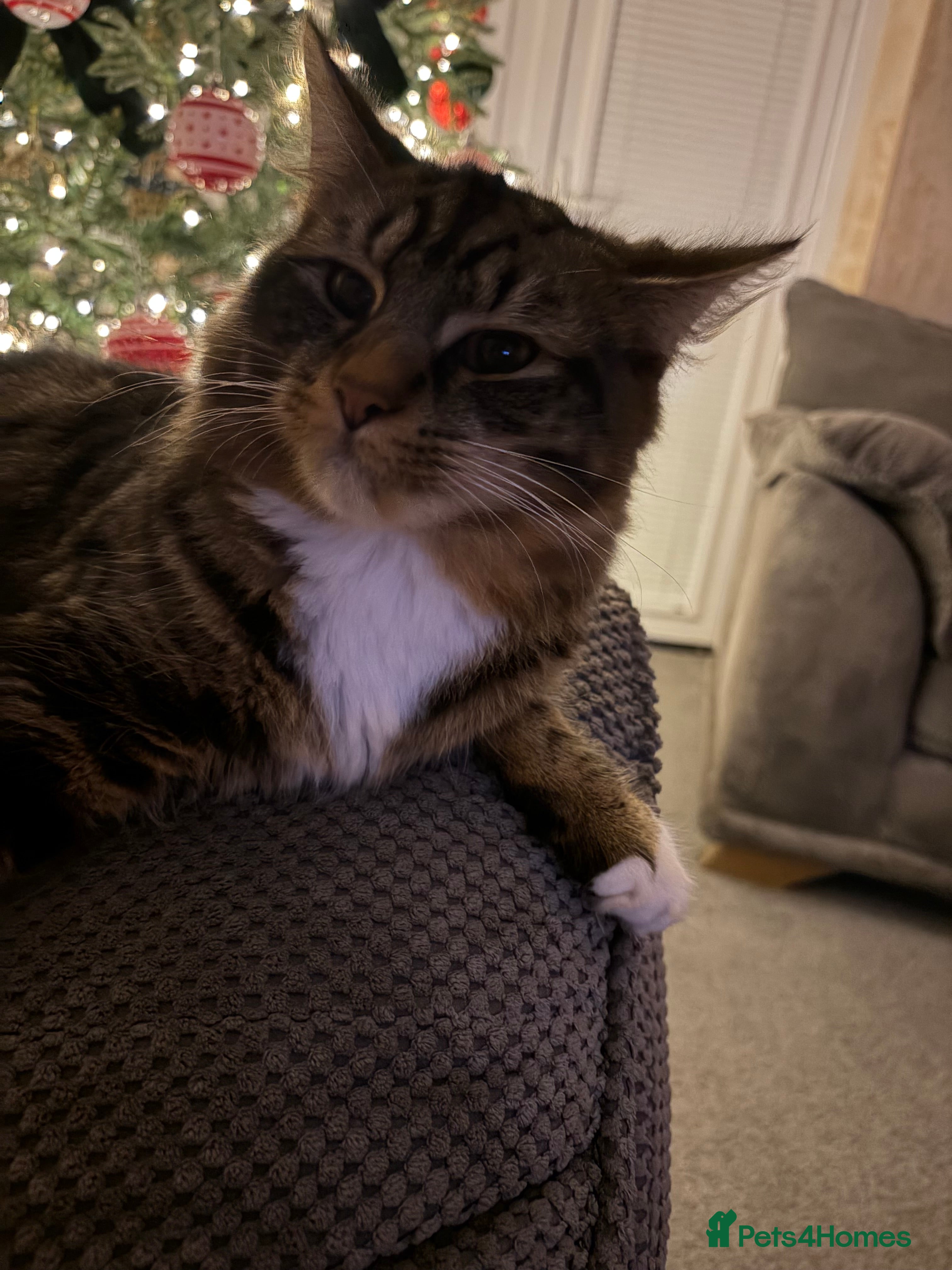 British Longhair cats Brother cats - Advert 2