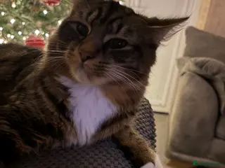 British Longhair cats Brother cats - Advert 2