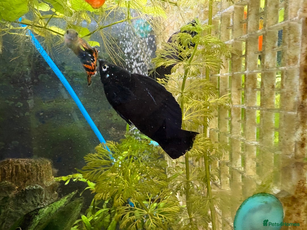 Mollies fish for sale: 3 Male Dalmatian Mollies *Free* - Image 4