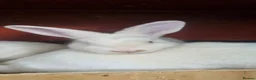 Mixed Breed rabbits for sale: Satins (pure breed) - Advert 2