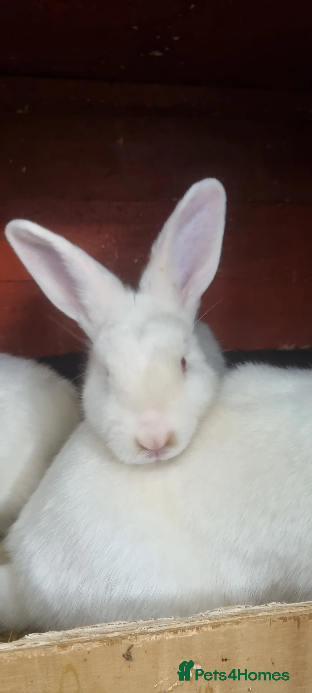 Mixed Breed rabbits for sale: Satins (pure breed) - Advert 2