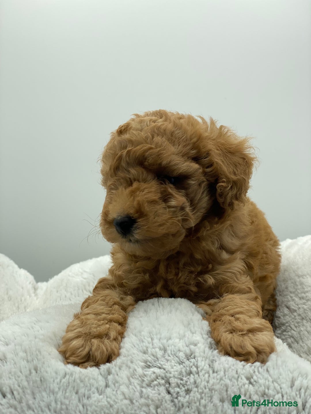 Toy Poodle dogs for stud: Toy poodle Stud  in Markfield - Image 3