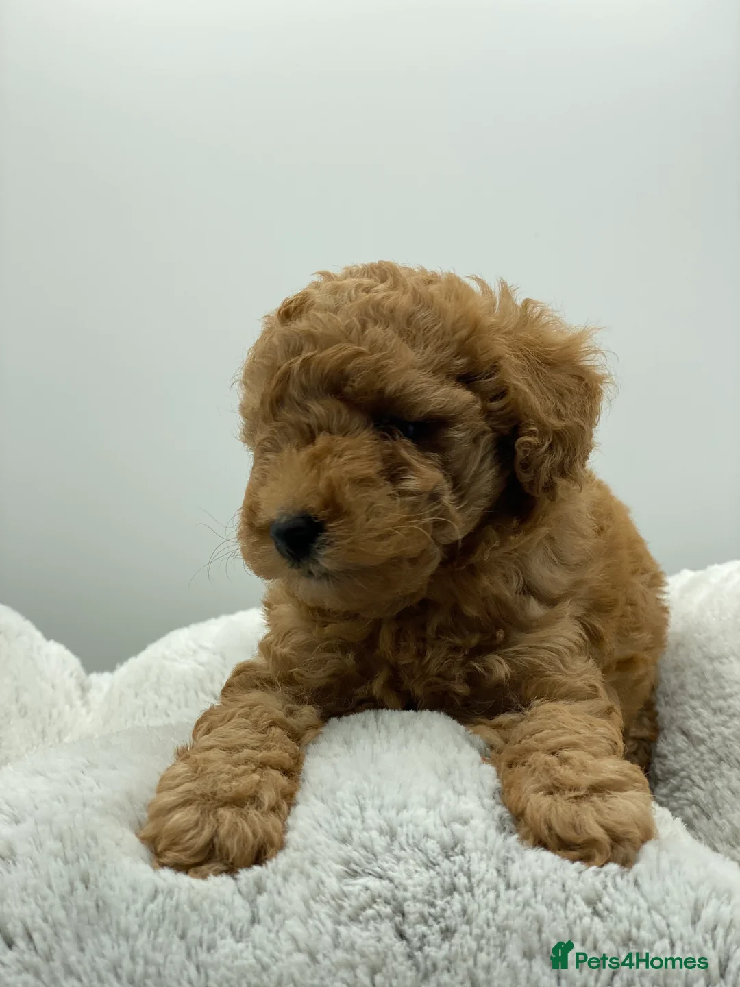 Toy Poodle dogs for stud: Toy poodle Stud  in Markfield - Advert 3