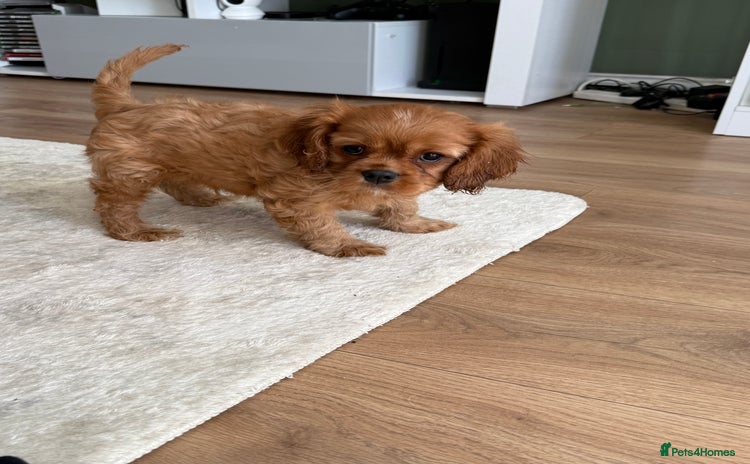 Cavalier King Charles Spaniel dogs - Advert 3