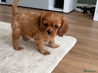 Cavalier King Charles Spaniel dogs - Advert 1