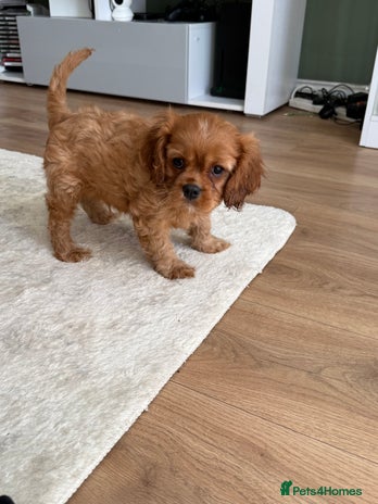 Cavalier King Charles Spaniel dogs - Advert 4