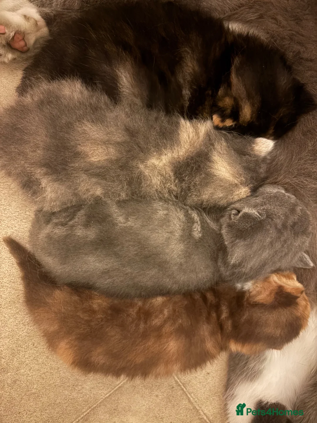 Mixed Breed cats for sale: Cute Fluffy Kittens  - Advert 10