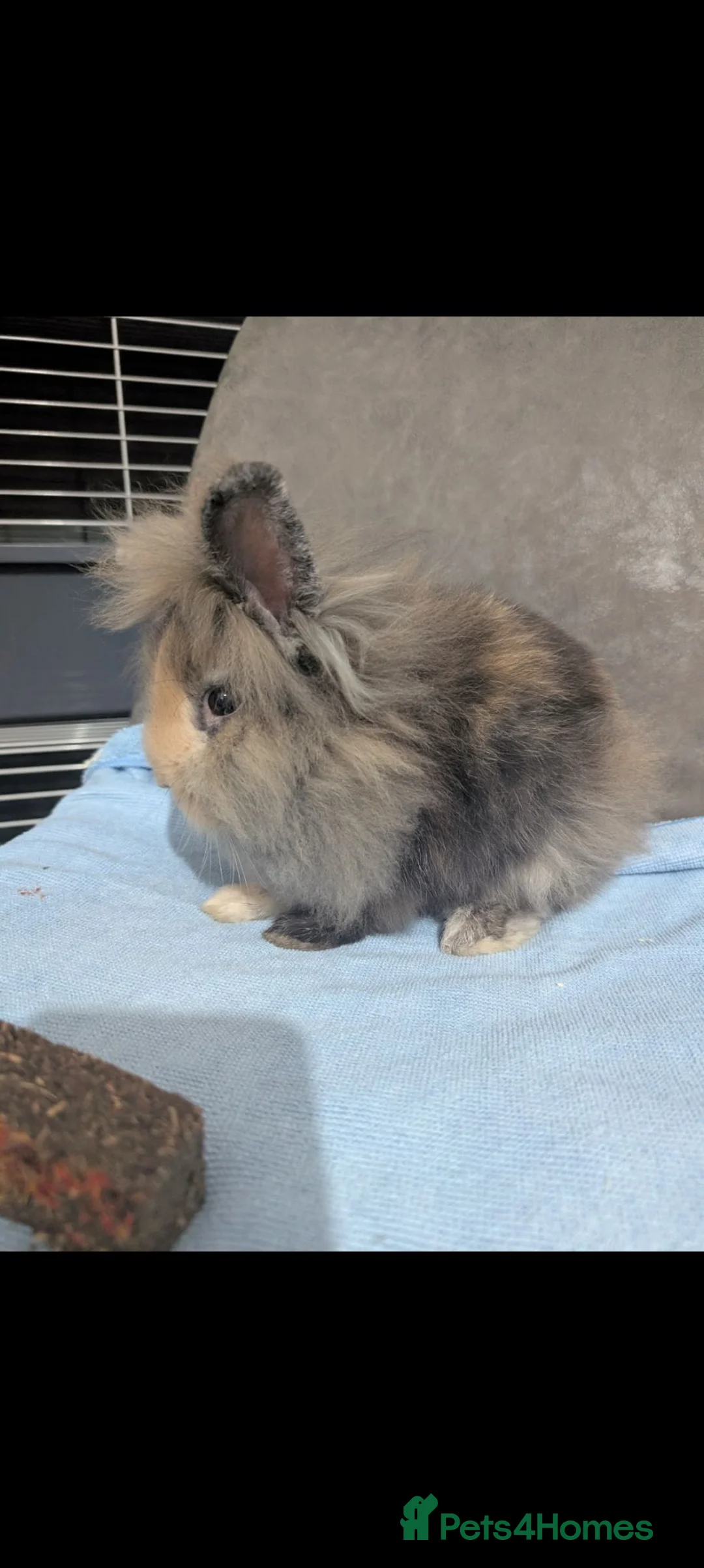 Lionhead rabbits for sale: Lionhead males - Advert 2
