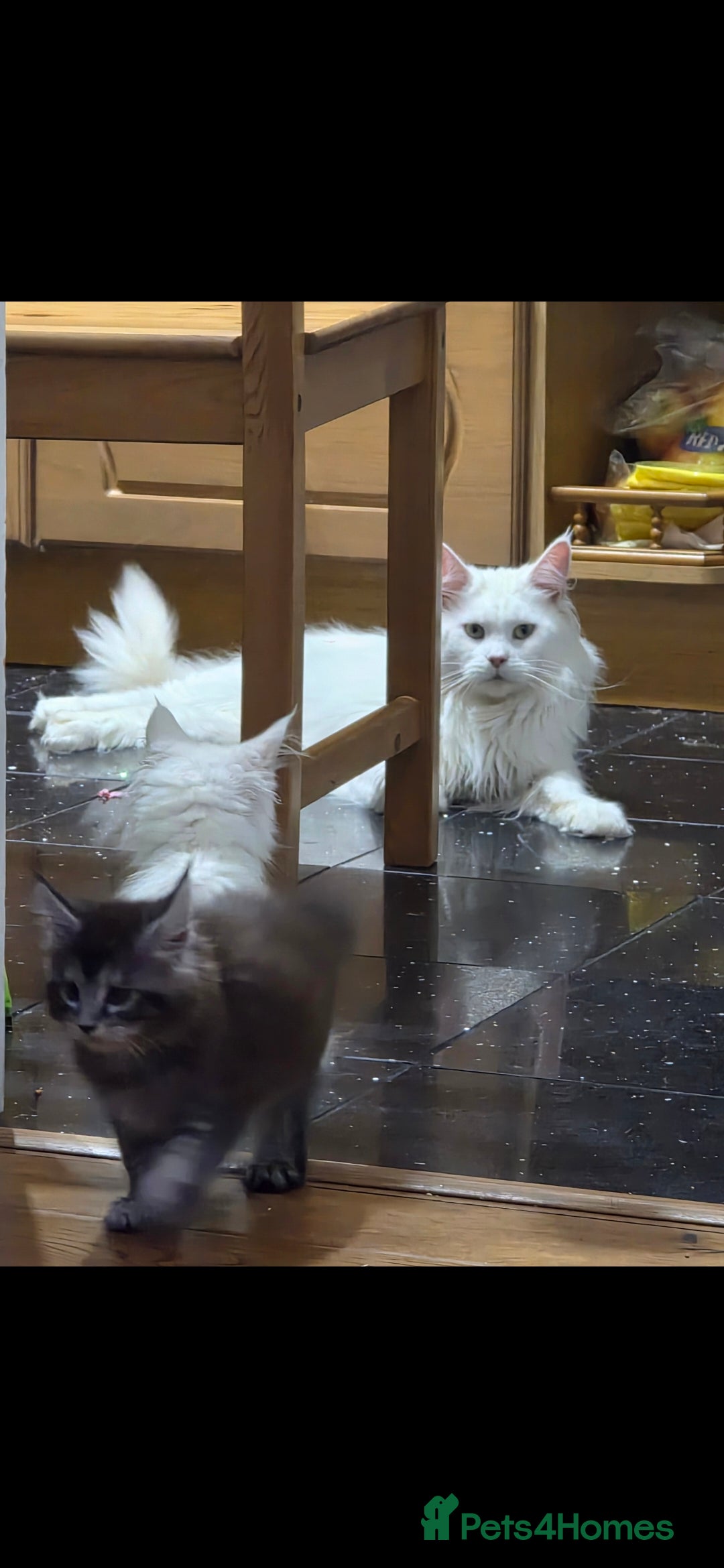 Maine Coon cats for sale: Pedigree XL Mainecoon kittens - Image 13