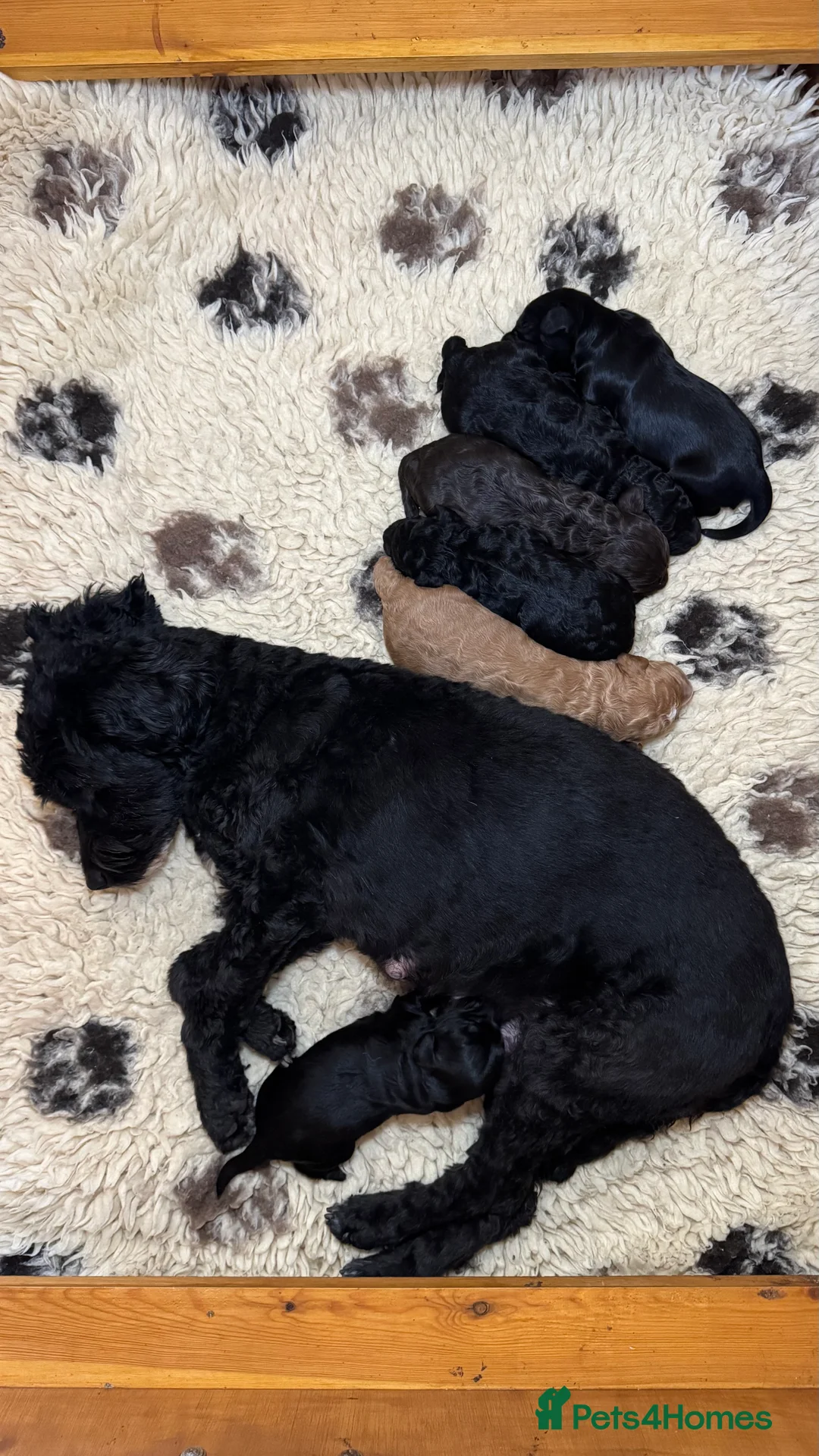 Australian Labradoodle dogs for sale: Five Australian Labradoodle puppies - Advert 18