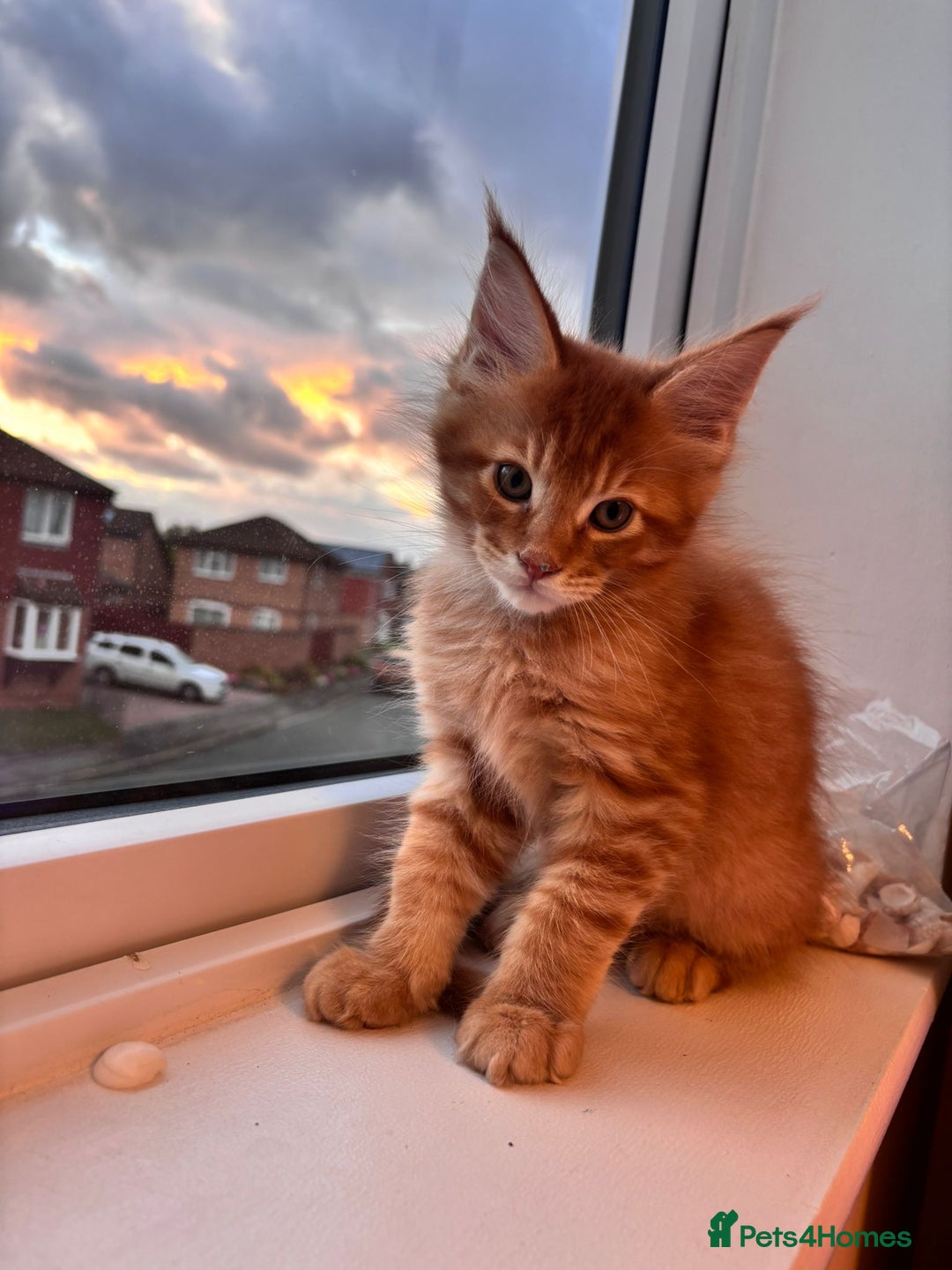 Maine Coon cats for sale: 5 Amazing Maine Coon kittens  - Image 1