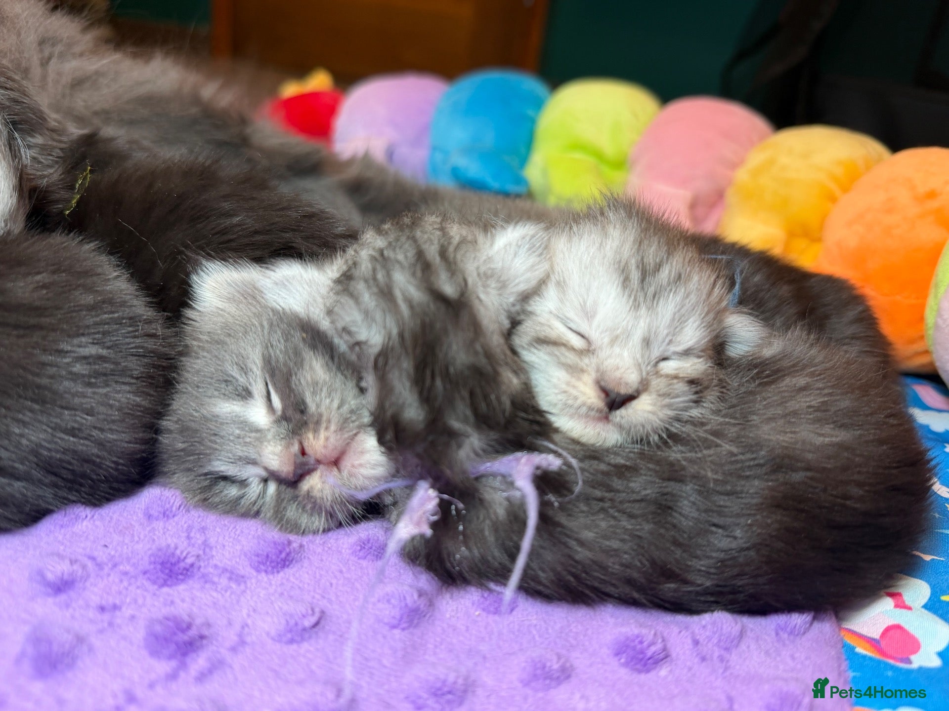 Maine Coon cats Maine Coon Kittens – Now Open for Reservations  - Advert 1