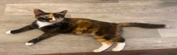 Mixed Breed cats for sale: Beautiful kittens - Advert 1