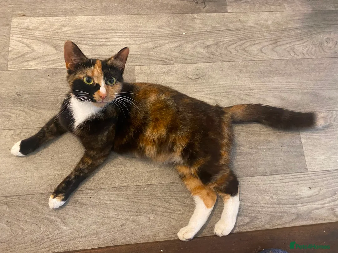 Mixed Breed cats for sale: Beautiful kittens - Advert 1