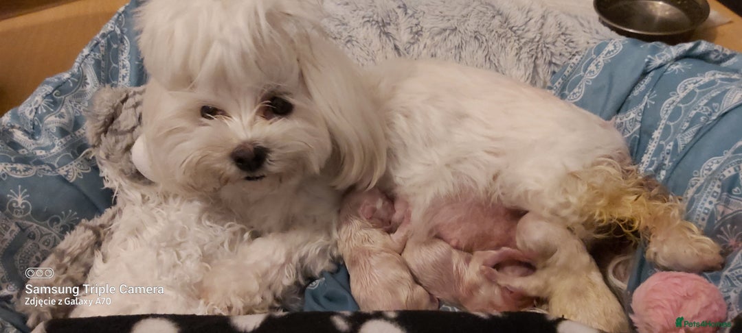 Maltese dogs for sale: MALTESE BOY KC REG  - Image 2