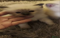 Ragdoll cats for sale: 3 beautiful ragdoll kittens  - Advert 4
