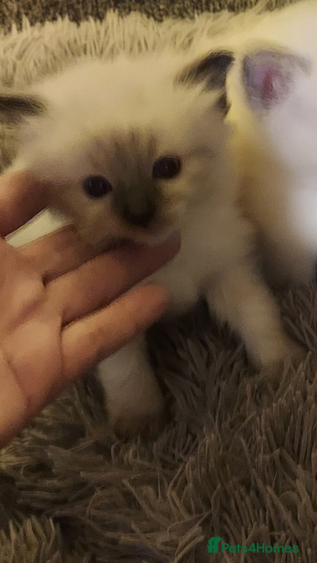 Ragdoll cats for sale: 3 beautiful ragdoll kittens  - Advert 4