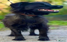 Schipperke dogs for adoption: Tina’s Story: From Despair to Hope - Image 2