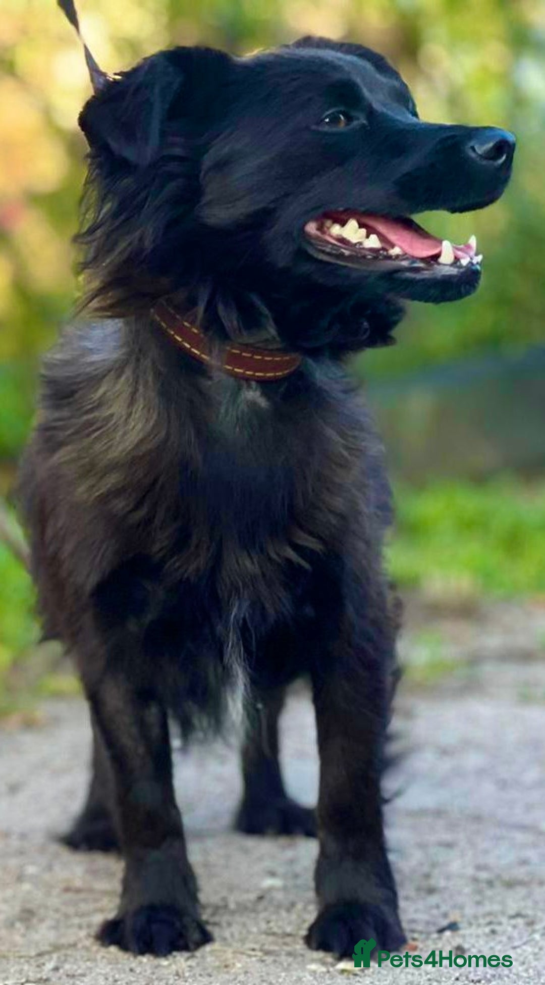 Schipperke dogs for adoption: Tina’s Story: From Despair to Hope - Image 2