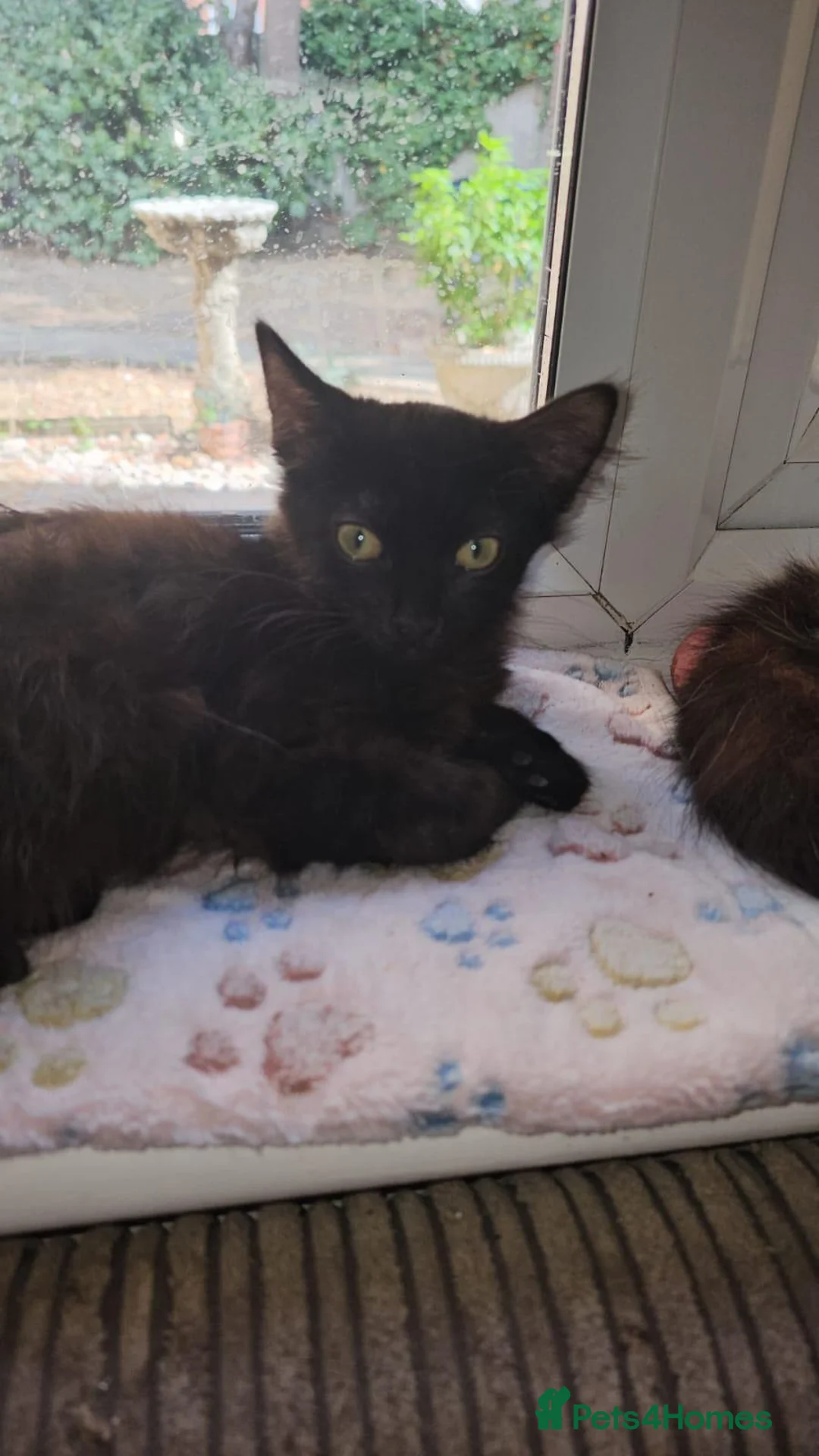 Mixed Breed cats for adoption: Finn and Archie are looking for a home in Hook - Advert 5