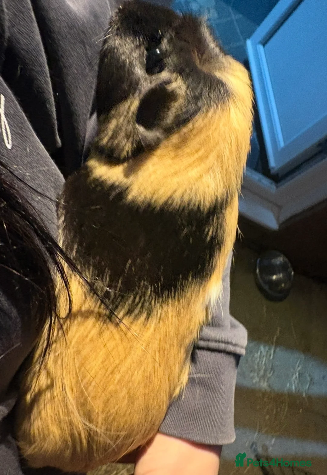 Guinea Pig rodents for sale: Mother and daughter guinea pigs for sale  - Advert 2