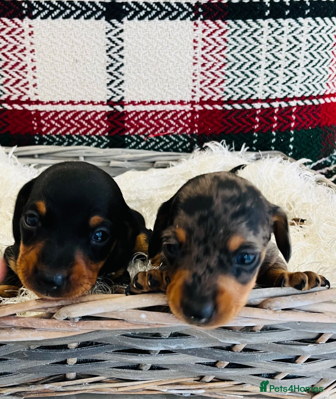 Miniature Dachshund dogs for sale: Beautiful true kc reg miniature dachshunds - Advert 1