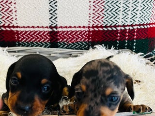 Miniature Dachshund dogs Beautiful true kc reg miniature dachshunds - Advert 2