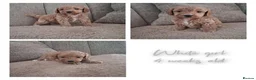 Australian Labradoodle dogs for sale: Miniature Australian labradoodles - Advert 15