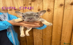 French Bulldog dogs for sale: French Bulldog Puppies - Image 3